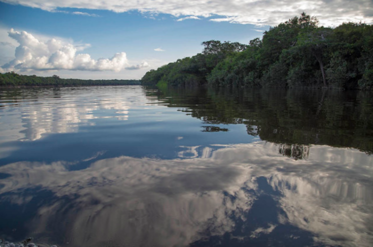 BNDES e Eneva destinam R$ 8,9 milhões para restauração ecológica na Amazônia