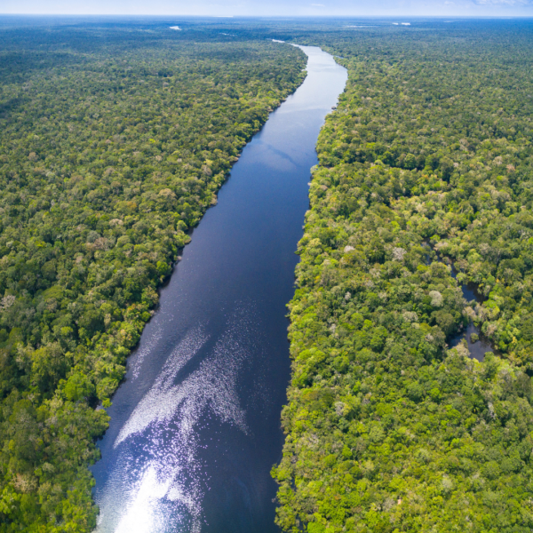 Banco do Brasil e BID assinam carta de intenções para promover bioeconomia da Amazônia