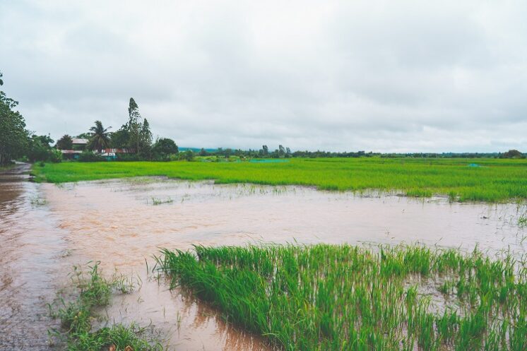 BB disponibiliza R$ 2 bilhões via Crédito Emergencial RS para o Agro